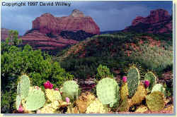 Arizona Cacti